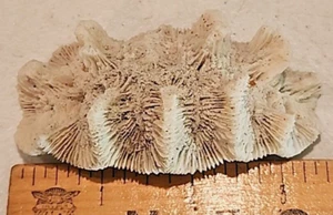 Korallen natürlich weiß Rosenlabyrinth echtes Meer Salz Aquarium Strand 66 Gramm - Bild 1 von 6