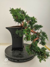 Bonsai di Olmo cinese