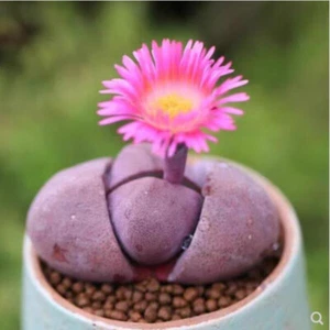 3-5 cm Pleiospilos Nelli Rubra Plantas Suculentas Hogar Jardín Planta con Flor - Imagen 1 de 10