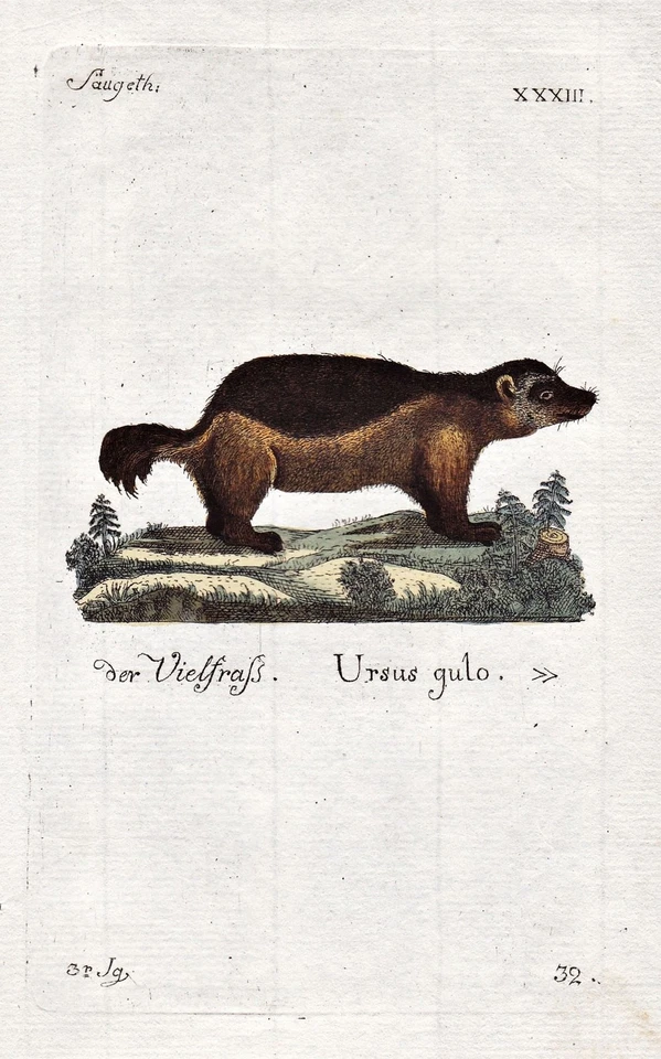 Vielfraß wolverine Tiere animals engraving Kupferstich 1790 - Bild 1 von 1