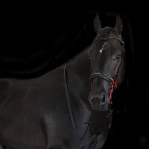 Acavallo Leather Noseband Attachment for Hackamore - Picture 1 of 1