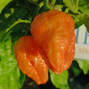 Big Mama Orange , 10 semillas , Capsicum chinense (562) - Picture 1 of 1