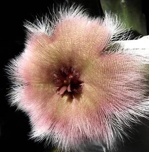 macowani stapelia var. konformis SEEDS - - SAMEN - Bild 1 von 4