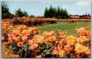 San Jose California 1950s Postcard Municipal Rose Garden - Picture 1 of 2
