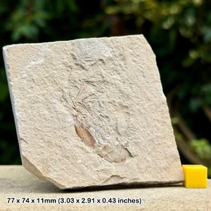 Rare Carpopenaeus callirostris Fossil Shrimp - Upper Cretaceous, Hjoula, - Picture 1 of 1