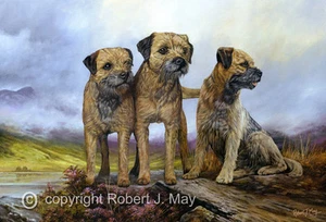 Border Terrier Limited Edition Print by Robert May - Picture 1 of 1