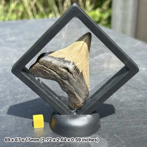 Genuine Megalodon Fossil Shark Tooth in 3D Floating Display Frame – Miocene - Foto 1 di 2