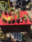 8 X POND PLANT Fresh Rooted Cuttings