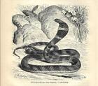 Stampa Antica Serpente Cobra Reale Ophiophagus Hannah 1891 Old Antique Print