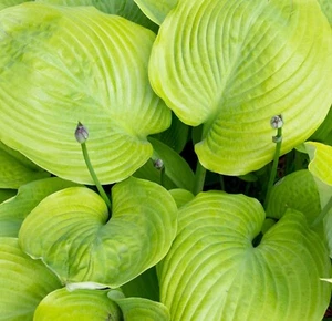 Hosta 'Sum & Substance' - Picture 1 of 3