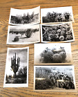 Lot of 7 Desert Plants of Arizona Photographs Snapshots - Postcard Size c1930s