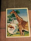 Da12a  trade card trex how what and why no 10