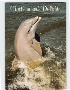 AK Großer Tümmler - Bild 1 von 2