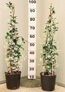 2 PIANTE DI GELSOMINO RAMPICANTE, ALTEZZA 120-140 CM, Made in Italy Bellissime P - Foto 1 di 12