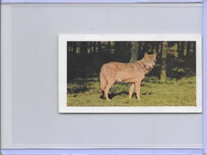1958 Wolf Horniman's Tea Wild Animals Card #22 Series of 48 - Picture 1 of 2