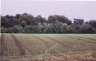 Photo 6X4 Winter Wheat Wrexham/Wrecsam Well Established  Crops In The Fi C2009