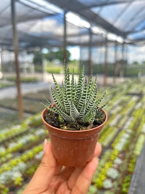 Haworthia Tiki Tahi | Rare Succulent | Indoor & Outdoor Tropical Plant in 2" Pot - Image 1 of 3