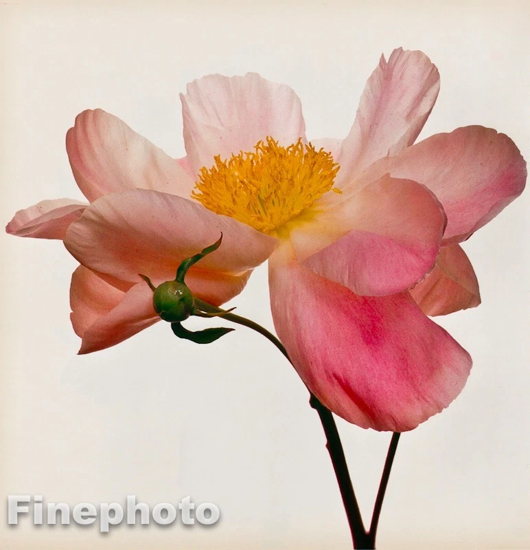 1968/80 复古 IRVING PENN 花植物桃花贝壳照片雕刻艺术 — 第 1/1 张图片