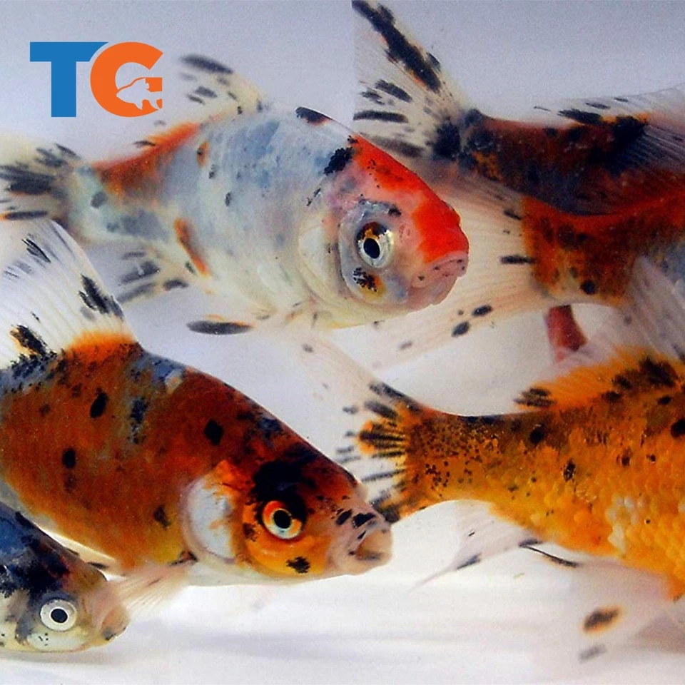 Shubunkin Goldfish For Sale – Buy Live Shubunkins Online | Toledo Goldfish - Image 1 of 1