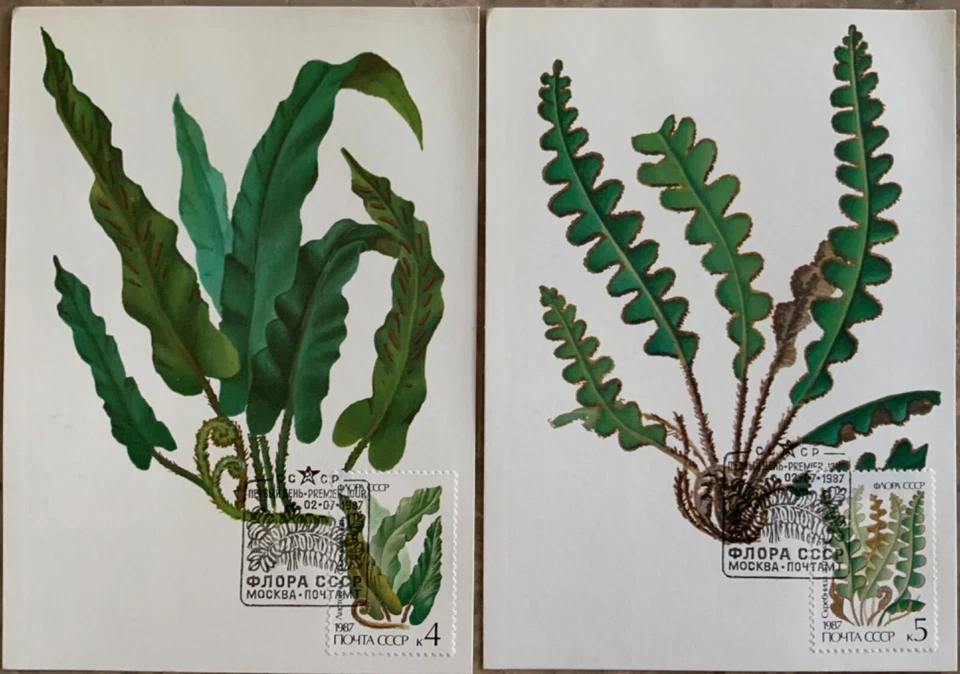 Russia USSR 1987, Sc# 5572-5576 flowering ferns Maximum cards - Image 1 of 4