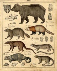 1843 OKEN HC LITHOGRAPH grizzly bear, raccoon, red panda, binturong, bassaris - Picture 1 of 2