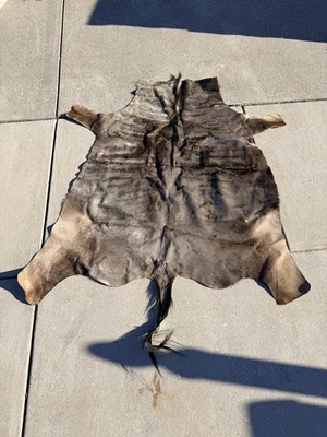 PIEL DE PIEL DE ÑUS AZUL GENUINA - Sudáfrica - Ver foto adjunta de caza Foto 1 de 4