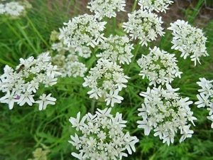 Heracleum sphondylium WIESEN-BÄRENKLAU über 30 Samen heimische Pflanze - Bild 1 von 7