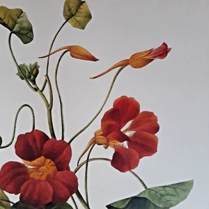 Pierre Joseph Redoute Botanical Flowers TROPAEOLUM MAJUS Print Book Plate 139 - Picture 1 of 2