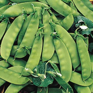 Oregon Sugar Pod II Erbsen Samen 8 Oz - 1 LB SNOW PEA Erbstück Garten gentechnikfrei - Bild 1 von 3