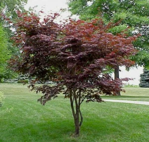 Solitär Japanischer Blut-Fächerahorn jetzt 125-150 cm - Bild 1 von 1