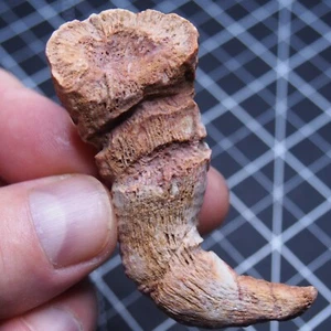 48gr. 73mm Fósiles Cuerno Coral Rugoso Extinto Coral Solitario Devónico 24 - Imagen 1 de 11