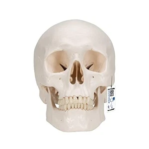 3B wissenschaftliches Modell - A20 - klassisches menschliches Schädelmodell, 3-teilig - *keine intelligente Anatomie* - Bild 1 von 6