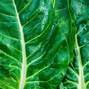 1/4 Lb Lucullus Swiss Chard Seeds - Everwilde Farms Mylar Seed Packet - Picture 1 of 2