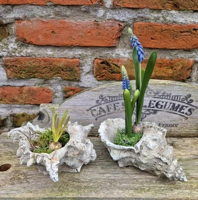 SET 2 CONCHIGLIE FIORIERA DECORAZIONE MARITTIMA SPIAGGIA GIARDINO... - Immagine 1 di 2