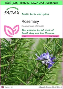 SAFLAX - Garden to go - Rosemary - 100 Seeds - Picture 1 of 10