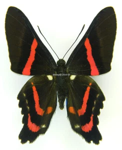 Unmounted Butterfly/Riodinidae - Ancyluris meliboeus ssp., male, A- - Bild 1 von 2