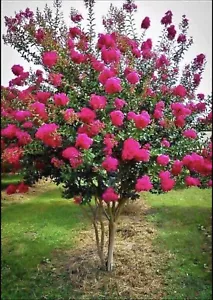 Semillas de árbol de mirto crepé vendedor de Estados Unidos 50 semillas. - Imagen 1 de 5