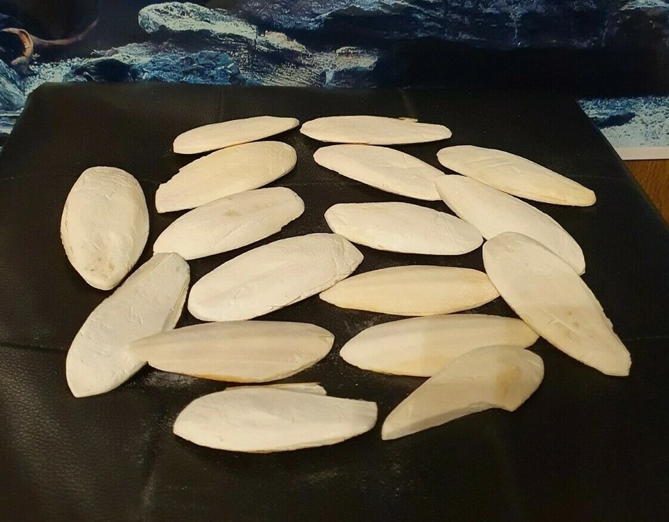 10 Sepiaschalen ca. 7-12cm - Sepia Pickstein Schnabel Vögel & Reptilien Futter - Bild 1 von 1