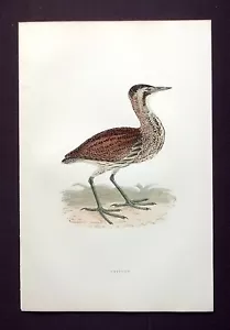 BITTERN, original antique ornithological, bird print, MORRIS, 1896 - Picture 1 of 2