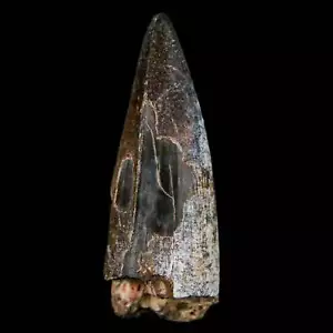 2.1" Sarcosuchus Imperator Crocodile Fossil Tooth Elrhaz FM Cretaceous Niger COA - Picture 1 of 10