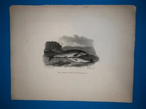 Schwarzweiß Stahlstich 1890 antiker Druck - Gemeine und Brandling Forelle - Bild 1 von 1