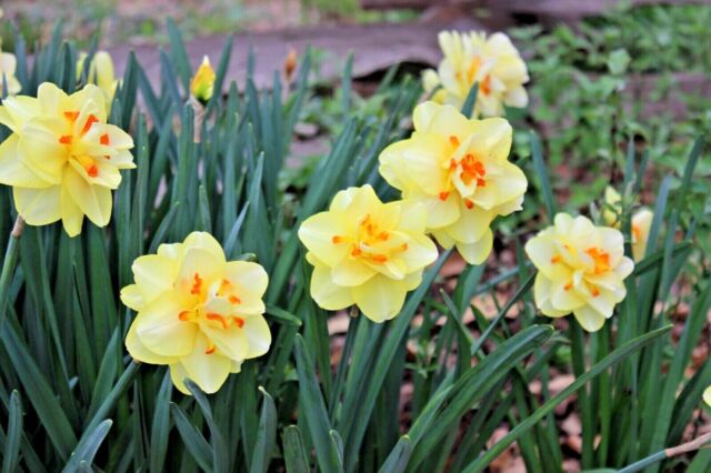 Double Daffodil Tahiti  K. van Bourgondien Wholesale Bulbs