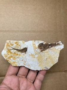 86g Jurassic Period lycoptera fish rock specimen Western Liaoning china - Picture 1 of 15