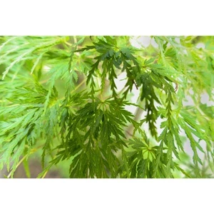 Acer palmatum 'Viridis' 2-3' Japanischer Ahorn ***LIVE*** - Bild 1 von 6