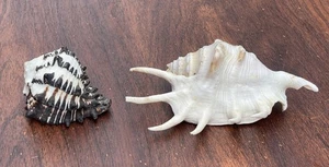SEASHELLS LAMBIS BLACK & WHITE MUREX - Picture 1 of 8