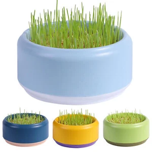 Cat Grass Planting Box Plant Growing Kit Hydroponic Cat Grass Soil-Free Planter - Picture 1 of 14