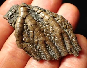 Detailed 3D crinoid head fossil (51 mm) Jurassic Coast Fossils Pentacrinites UK - Picture 1 of 9