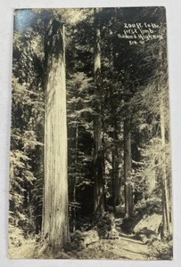 Vintage RPPC Postcard ~ Tree along Redwood Highway Real Photo ~ California CA - Picture 1 of 2