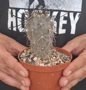 Copiapoa corralensis (Chile) RARE PLANT cod. ebay-P107 - Imagen 1 de 21