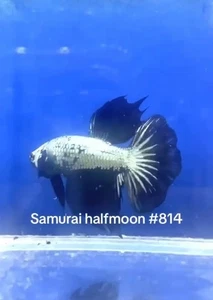 BETTA SAMURAI HALFMOON MALE LIVE FISH HIGH QUALITY#814 - Picture 1 of 3